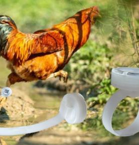 rúitín comhaireamh céim sicín ag rith RFID, rúitín comhaireamh céim sicín siúil RFID, rúitín comhaireamh céim colm RFID, rúitín comhaireamh céime RFID 2.4G